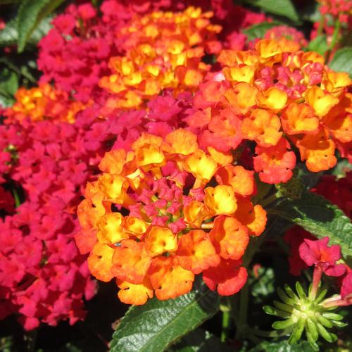 Ornamental Plant Materials Certificate Program Chicago Botanic Garden